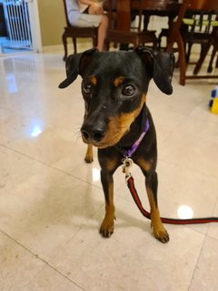 Loki - Miniature Pinscher Dog