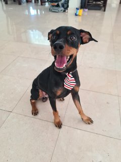 Loki - Miniature Pinscher Dog