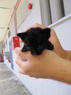 Black kitten about 1 week old, still need bottle feeding