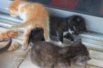 Ziggy's Kittens Ii - American Curl + Domestic Long Hair Cat