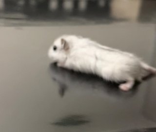 Lily - Short Dwarf Hamster Hamster