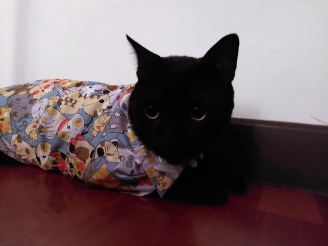 Blackie - Domestic Short Hair + Bombay Cat