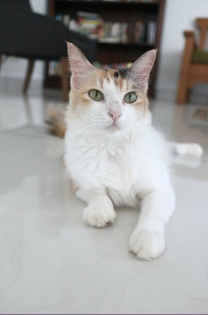 Visa - Calico + Domestic Medium Hair Cat