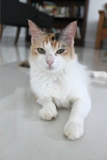 Visa - Calico + Domestic Medium Hair Cat