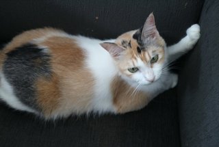 Visa - Calico + Domestic Medium Hair Cat