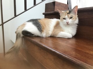 Visa - Calico + Domestic Medium Hair Cat