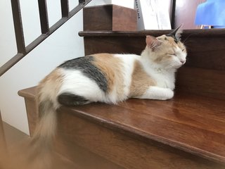 Visa - Calico + Domestic Medium Hair Cat