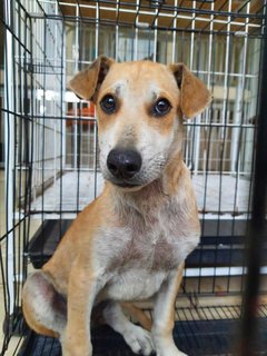 Bennet - Mixed Breed Dog