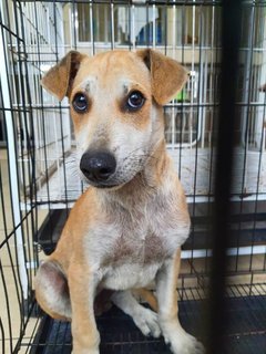 Bennet - Mixed Breed Dog