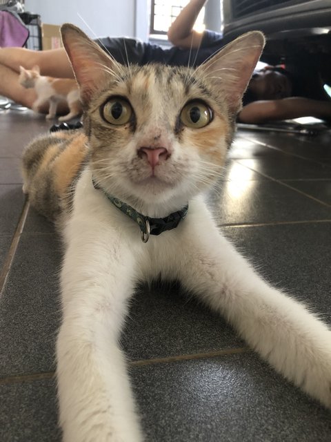 Cats For Adoption, All Ages From Negeri Sembilan, Malaysia 