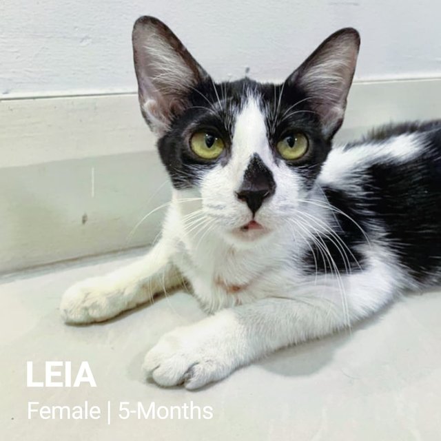 Leia - Domestic Short Hair Cat