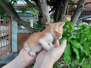 Orange Kitten - Domestic Short Hair Cat