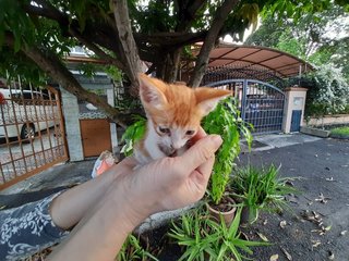 Orange Kitten - Domestic Short Hair Cat