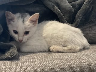 Lunette 🌙 - Domestic Long Hair Cat