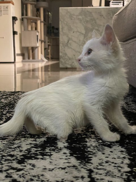 Lunette 🌙 - Domestic Long Hair Cat