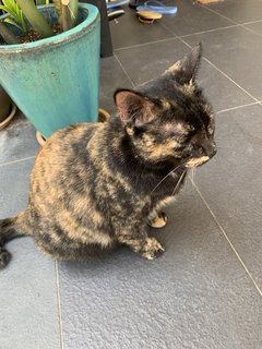 Maggie - Domestic Short Hair Cat