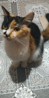 Popok - Domestic Medium Hair Cat