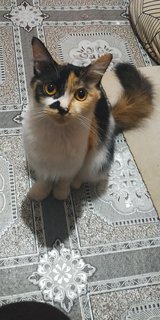 Popok - Domestic Medium Hair Cat