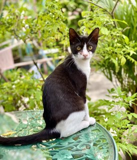 Tuxie - Tuxedo Cat