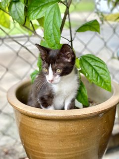 Tuxie - Tuxedo Cat