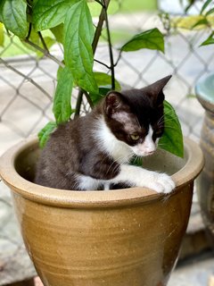 Tuxie - Tuxedo Cat