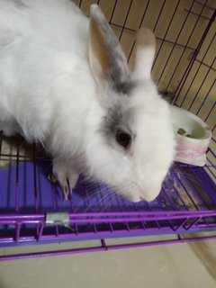 Rabbit - American Rabbit