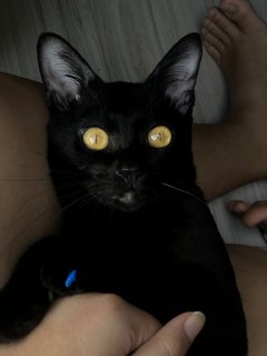 Panther - Domestic Short Hair Cat