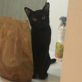 Panther - Domestic Short Hair Cat