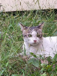 Zaizai - Domestic Short Hair Cat