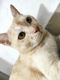 Apricot - Domestic Short Hair Cat