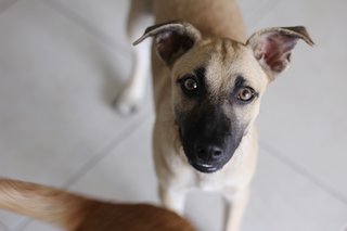 Luna - Urgent - Rescuer Migrating - Mixed Breed Dog