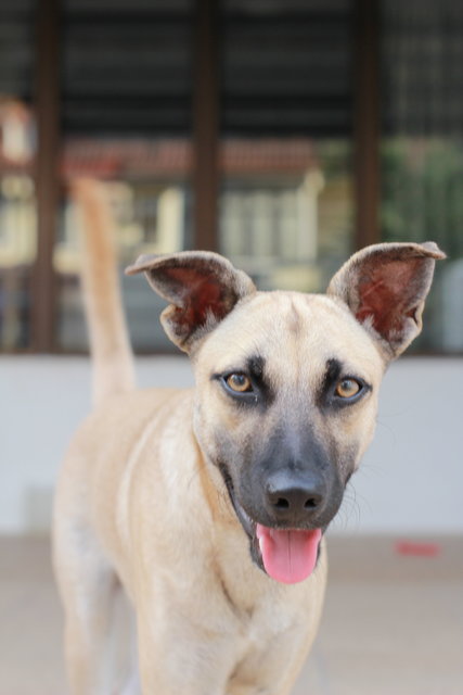 Luna - Urgent - Rescuer Migrating - Mixed Breed Dog