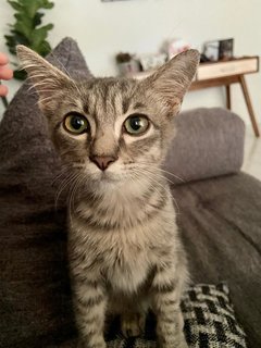 Loki - Domestic Short Hair Cat