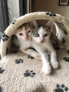 Lulu &amp; Rocco - Domestic Short Hair Cat