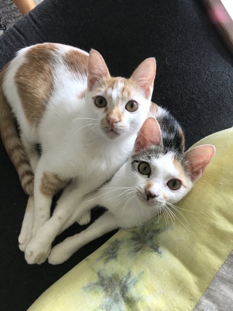 Lulu &amp; Rocco - Domestic Short Hair Cat