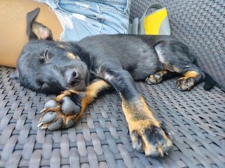 Choco - Mixed Breed Dog