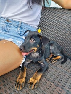 Choco - Mixed Breed Dog