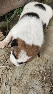 Cuties  - Mixed Breed Dog