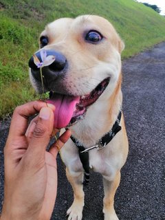 Bruno - Mixed Breed Dog