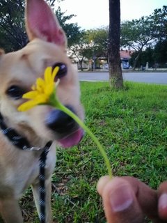 Bruno - Mixed Breed Dog