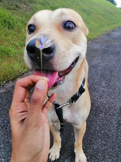 Bruno - Mixed Breed Dog