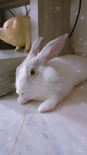 Toffee - Himalayan + American Rabbit