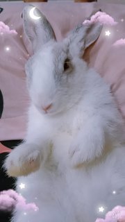 Toffee - Himalayan + American Rabbit