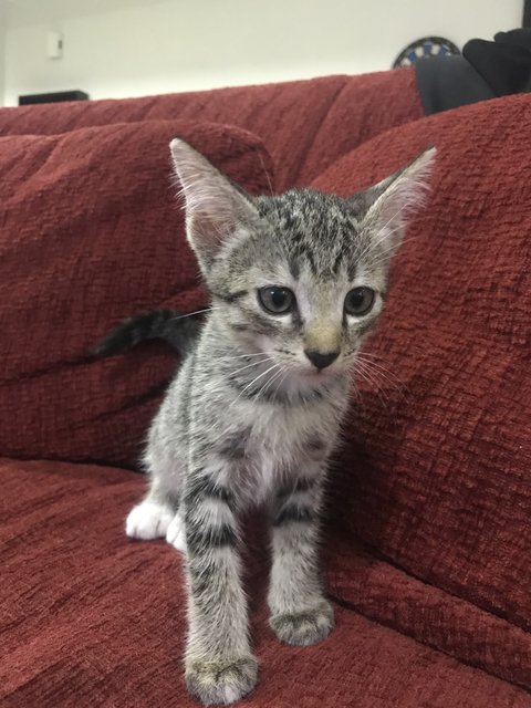 Sky And Her Siblings - Domestic Short Hair Cat