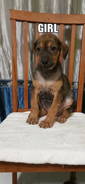 Dogs For Adoption, All Ages From Johor, Malaysia - PetFinder.my