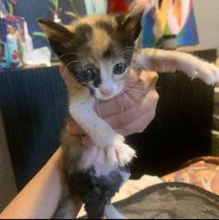 3 Calico Girls - Domestic Short Hair Cat