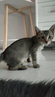 Kaixin - Domestic Short Hair + Domestic Medium Hair Cat