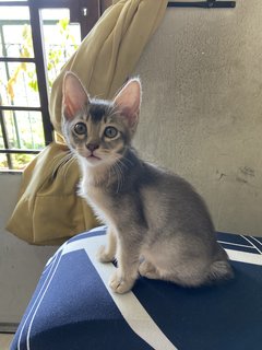 Cherry-billy-phoebe - Domestic Long Hair + Domestic Medium Hair Cat