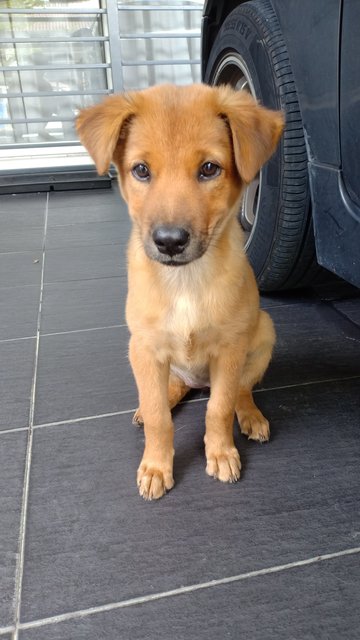 Nika - Mixed Breed Dog