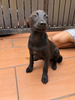 Fudgie - Mixed Breed Dog